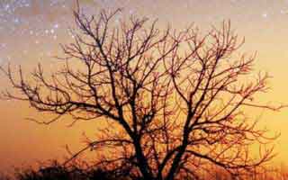 Dijon: Is it the mustard, the artist, or just some French city?