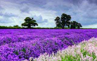 Dijon: Is it the mustard, the artist, or just some French city?