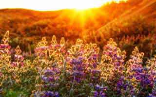 Dijon: Is it the mustard, the artist, or just some French city?